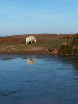 The Black Pond - drinking water for animals and home to a newt colony