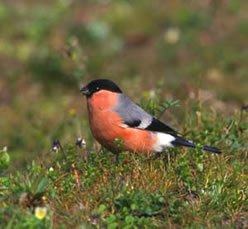 Bullfinch