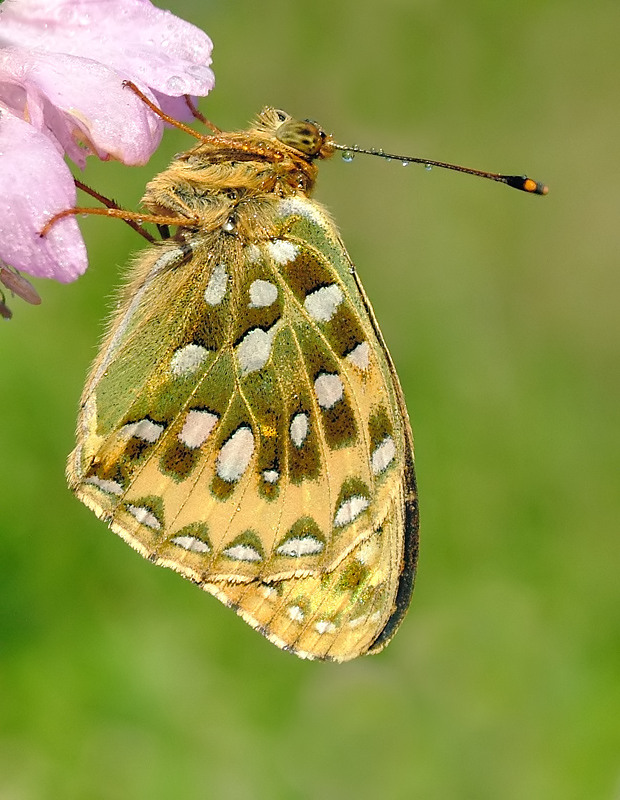 Dark Green Fritillary