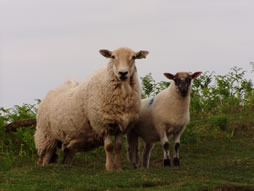 [i]Ewe and lamb[/i]