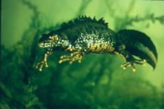 Great Crested Newt