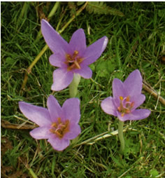 Meadow Saffron