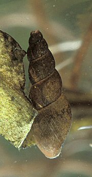 Mud Snail