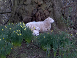 Lambs that Bloom in Spring
