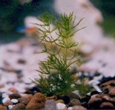 stonewort